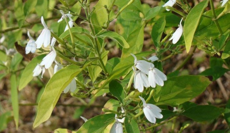 ทองพันชั่ง สรรพคุณและประโยชน์