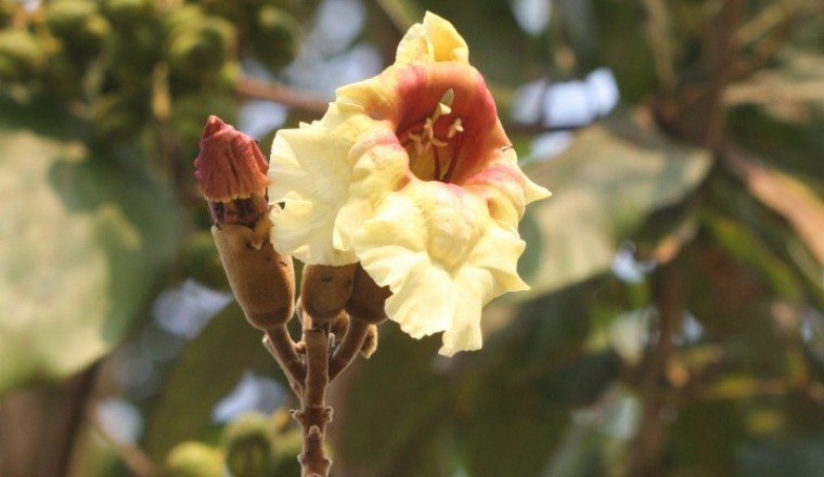 แคหัวหมู สรรพคุณและประโยชน์