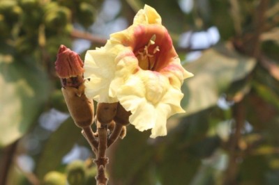 แคหัวหมู สรรพคุณและประโยชน์