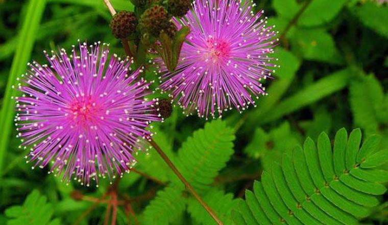 ไมยราบ สรรพคุณและประโยชน์