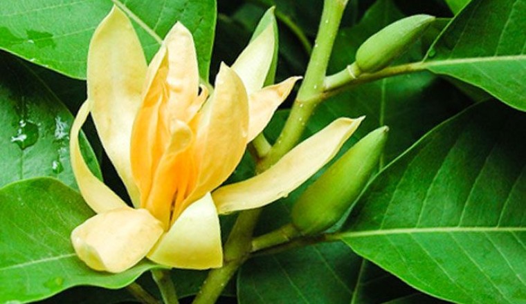 จำปา สรรพคุณและประโยชน์