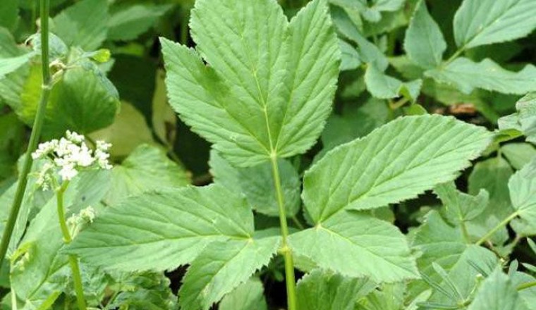 เทียนขาว สรรพคุณและประโยชน์