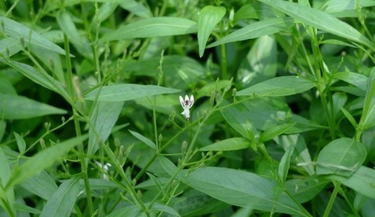 ฟ้าทะลายโจร Kariyat สรรพคุณและประโยชน์