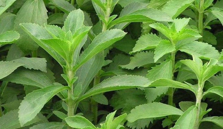 หญ้าหวาน สรรพคุณและประโยชน์