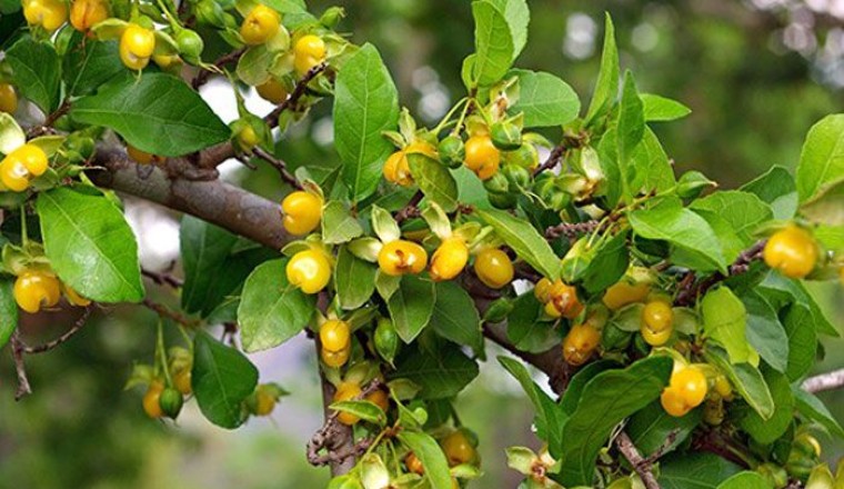 ข่อย สรรพคุณและประโยชน์