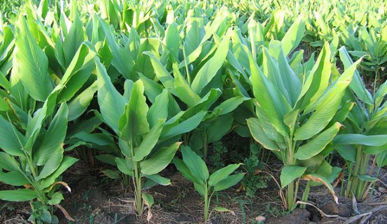 กระชาย สรรพคุณและประโยชน์