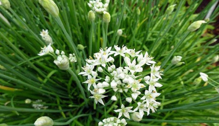 กุยช่าย สรรพคุณและประโยชน์