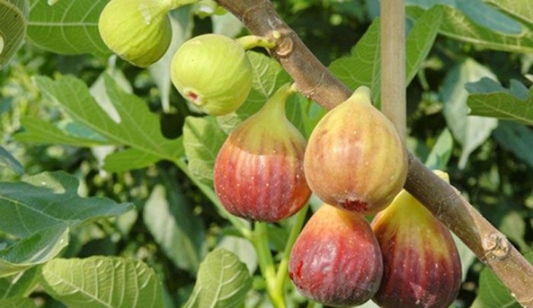 มะเดื่อ สรรพคุณและประโยชน์