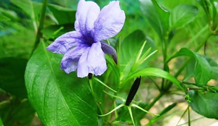 ต้อยติ่ง สรรพคุณและประโยชน์