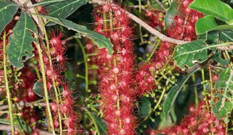 จิกน้ํา สรรพคุณและประโยชน์