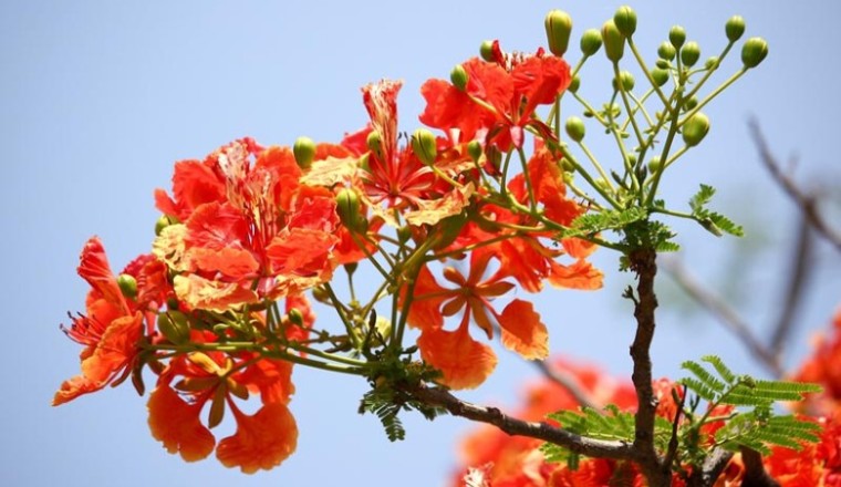 หางนกยูงฝรั่ง สรรพคุณและประโยชน์