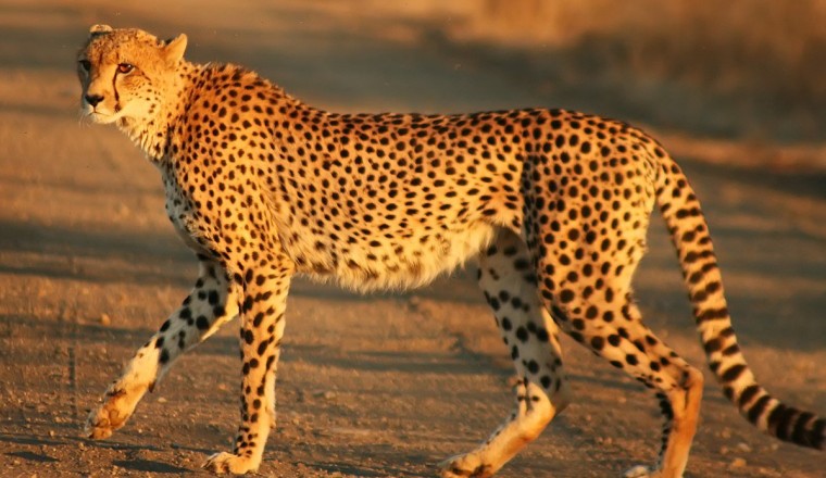 พบโค้ดเนมของ Pixel 7 ใน Android 13 ใช้ชื่อ Cheetah และ Panther