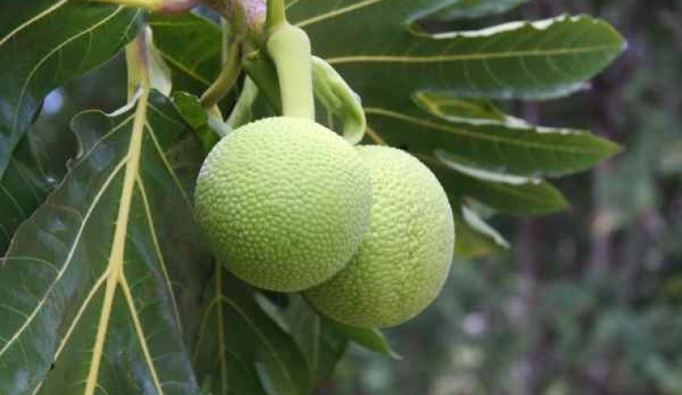 สาเก สรรพคุณและประโยชน์