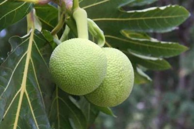 สาเก สรรพคุณและประโยชน์