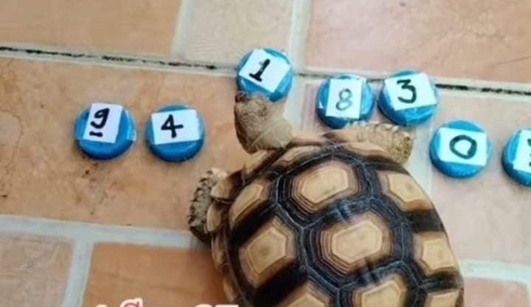 เลขเด็ด น้องเต่า จัดให้แบบ 3 ตัวชัดๆ งวด1/3/65 รีบดู ก่อนคนรู้เยอะ จะหาซื้อไม่ทัน