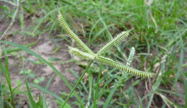 หญ้าปากควาย สรรพคุณและประโยชน์