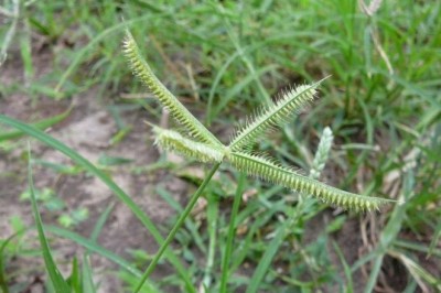 หญ้าปากควาย สรรพคุณและประโยชน์