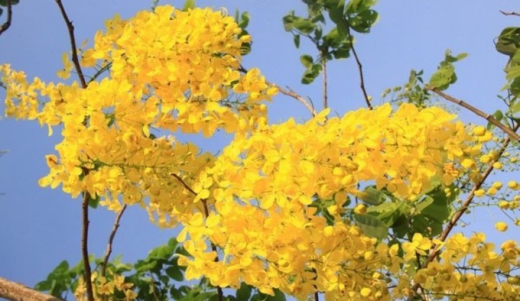 ราชพฤกษ์ สรรพคุณและประโยชน์