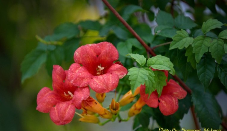 รุ่งอรุณ สรรพคุณและประโยชน์