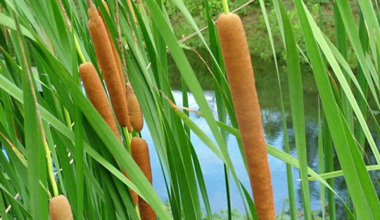 ธูปฤาษี (กกช้าง) สรรพคุณและประโยชน์