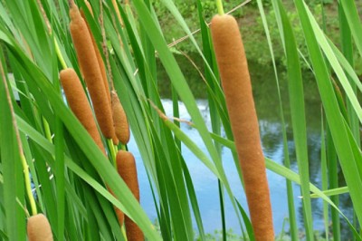 ธูปฤาษี (กกช้าง) สรรพคุณและประโยชน์