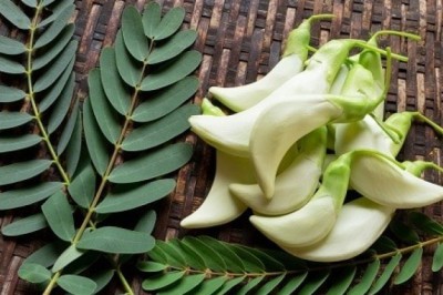 แค สรรพคุณและประโยชน์