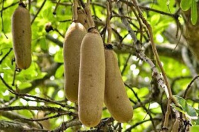 ไส้กรอกแอฟริกา สรรพคุณและประโยชน์