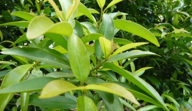 ชะมวง สรรพคุณและประโยชน์