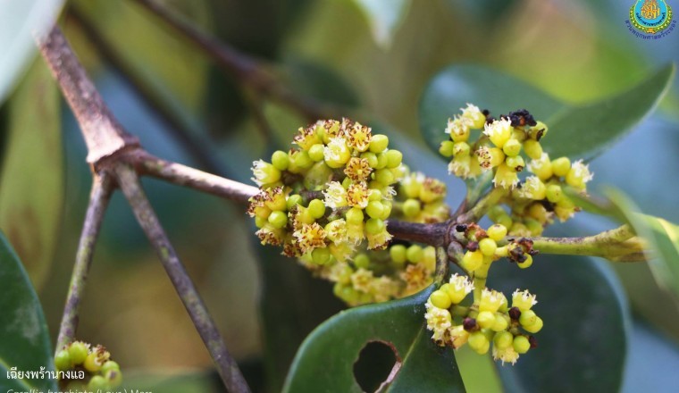 เฉียงพร้านางแอ สรรพคุณและประโยชน์