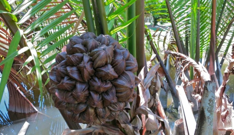 จาก สรรพคุณและประโยชน์