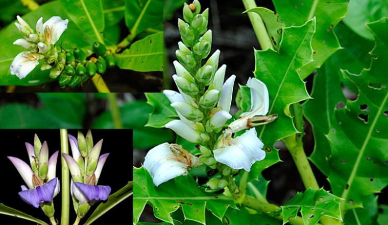 เหงือกปลาหมอ สรรพคุณและประโยชน์