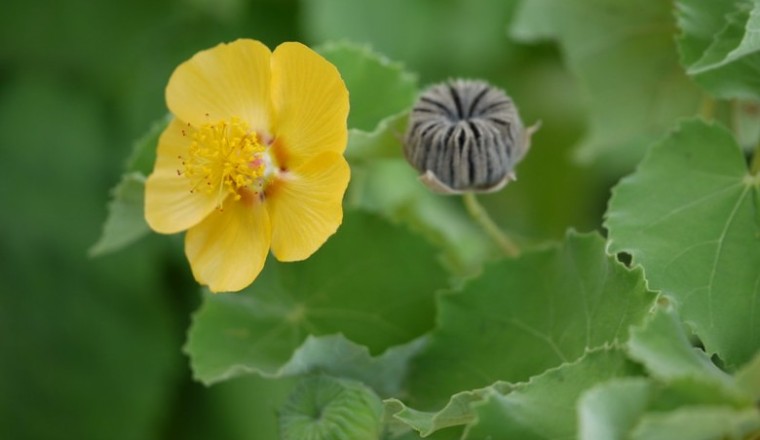 ครอบฟันสี สรรพคุณและประโยชน์