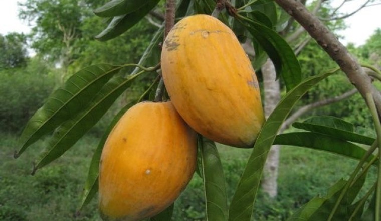 ม่อนไข่ สรรพคุณและประโยชน์