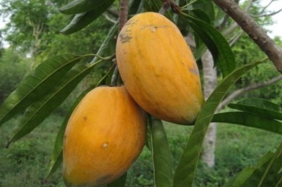 ม่อนไข่ สรรพคุณและประโยชน์