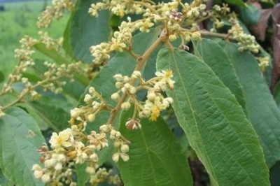 พลับพลา สรรพคุณและประโยชน์