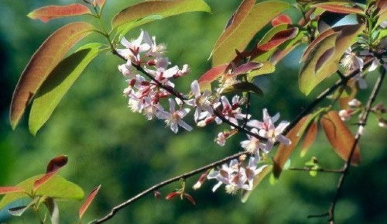 ติ้วขน สรรพคุณและประโยชน์