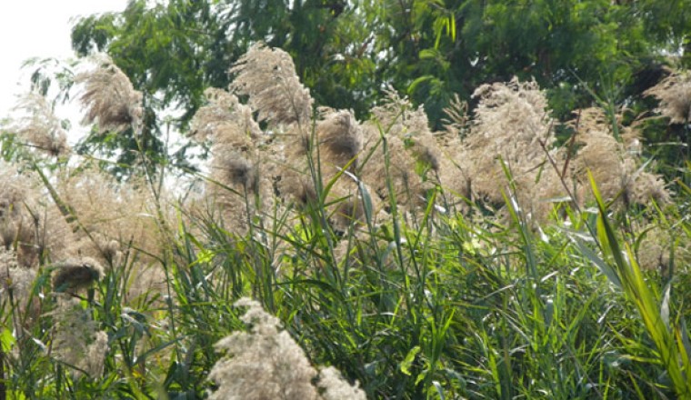 ตองกง หญ้าไม้กวาด สรรพคุณและประโยชน์