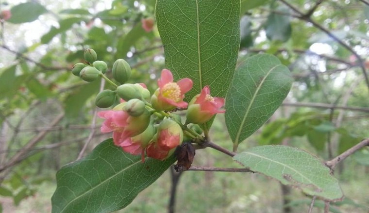 ติ้วเกลี้ยง สรรพคุณและประโยชน์