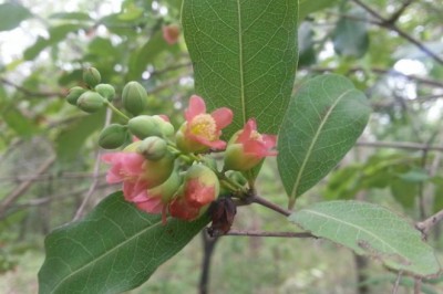 ติ้วเกลี้ยง สรรพคุณและประโยชน์