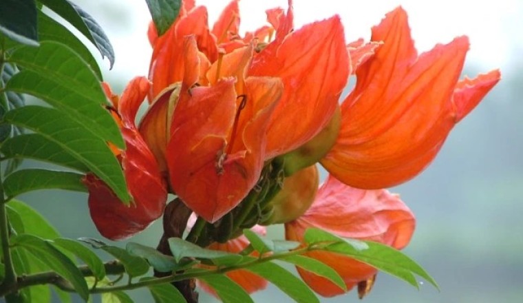 แคแสด สรรพคุณและประโยชน์