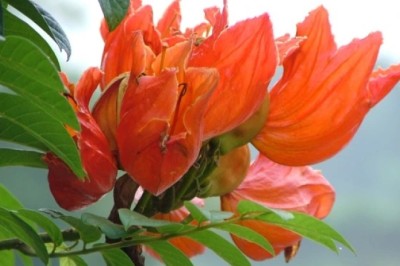 แคแสด สรรพคุณและประโยชน์