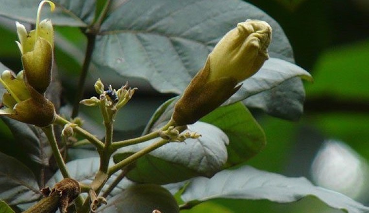 แคหางค่าง สรรพคุณและประโยชน์