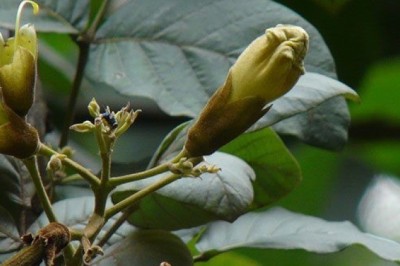 แคหางค่าง สรรพคุณและประโยชน์