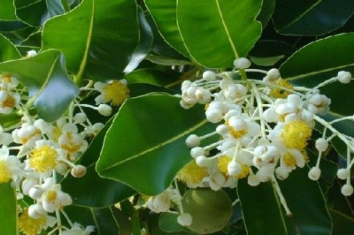 กระทิง สรรพคุณและประโยชน์