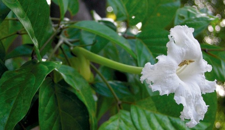 แคนา สรรพคุณและประโยชน์