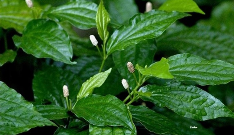 ชะพลู สรรพคุณและประโยชน์