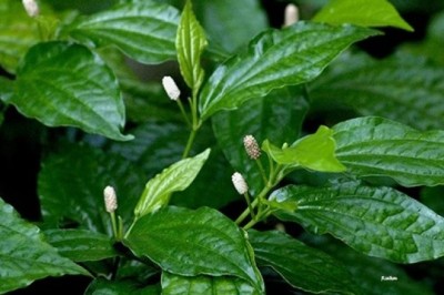 ชะพลู สรรพคุณและประโยชน์