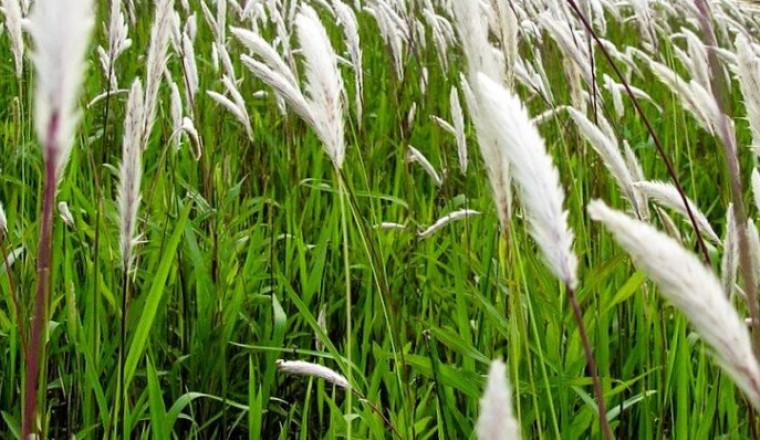 หญ้าคา สรรพคุณและประโยชน์