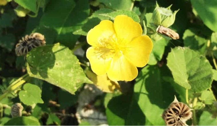 หญ้าขัดหลวง สรรพคุณและประโยชน์