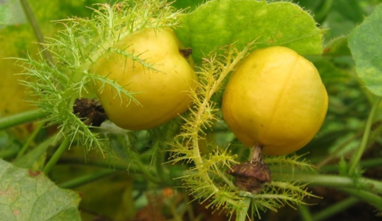 กะทกรก สรรพคุณและประโยชน์